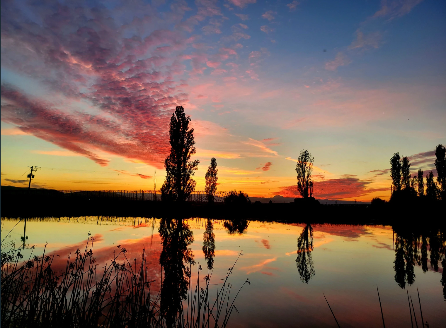 Sunset over a still pond with tall trees silhouetted against a vibrant sky of pink, orange, and blue clouds. The trees and colorful clouds reflect clearly in the calm water, while reeds and grasses frame the foreground in shadow.